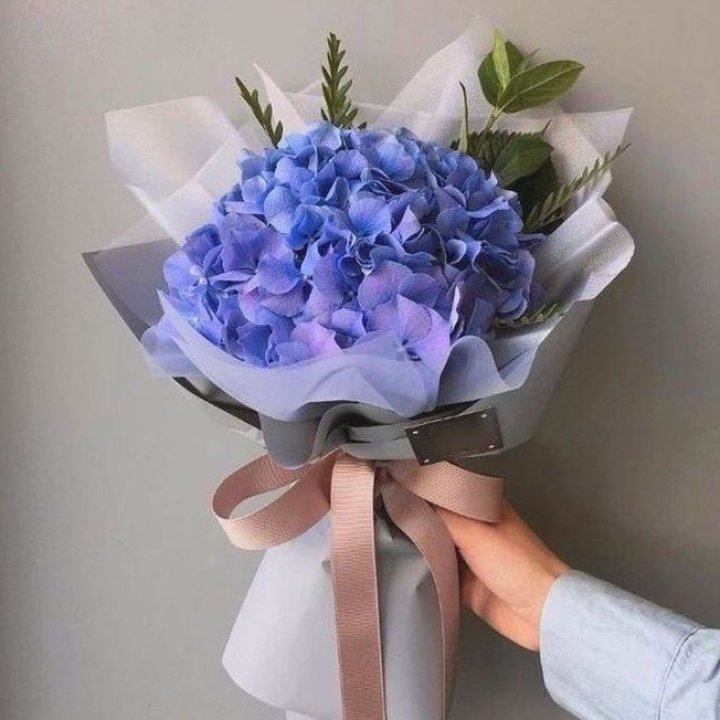 Гортензия голубая в Иваново