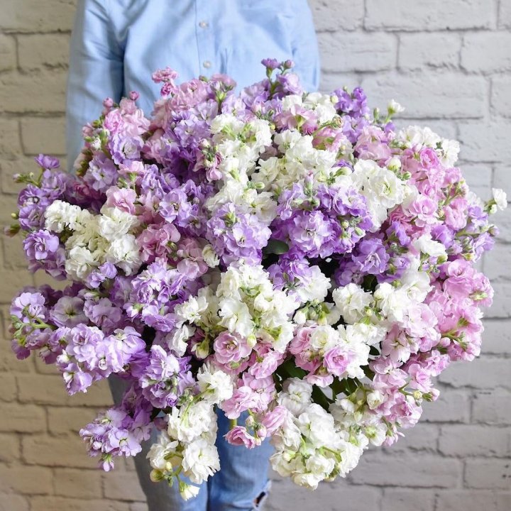 Облако маттиол в Иваново