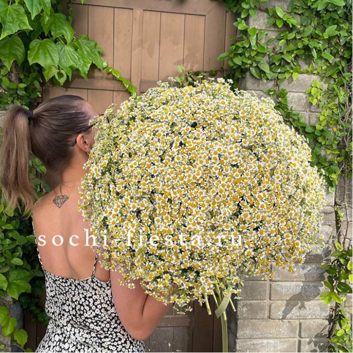 101 ромашка в Иваново