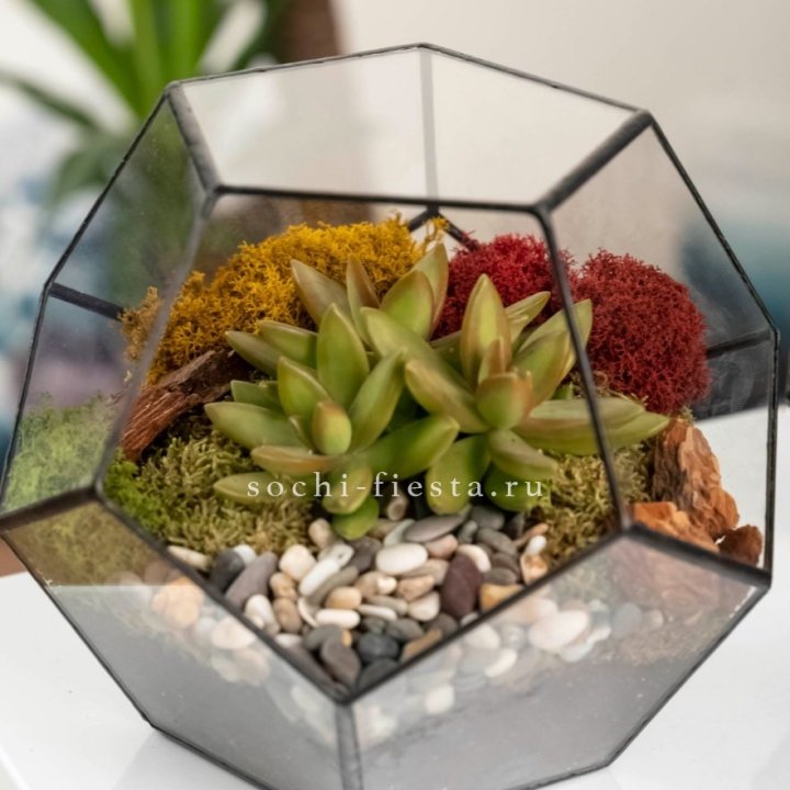 Флорариум “Додекаэдр” с суккулентом Седум в Иваново