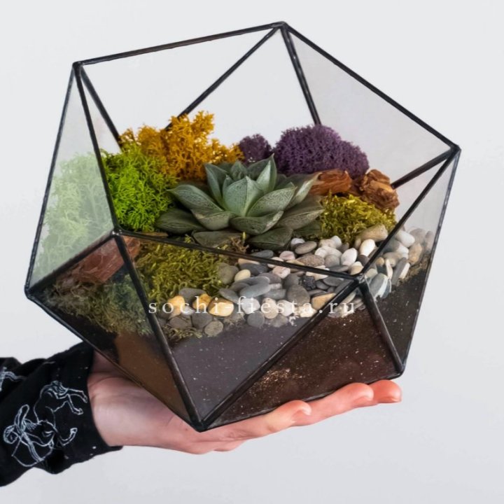 Флорариум “Икосаэдр” с суккулентом Каменная Роза в Иваново