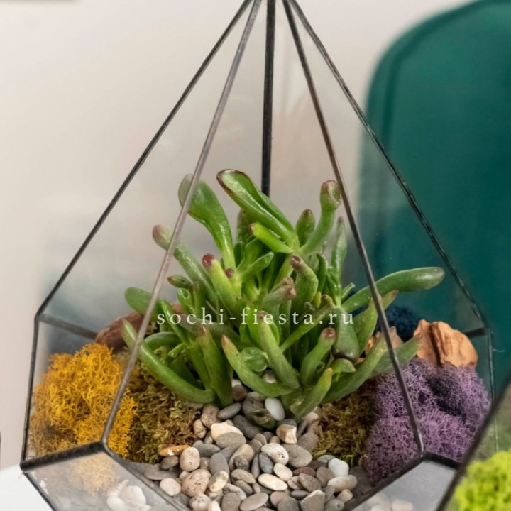 Флорариум “Капля” с суккулентом Крассула Хоббит в Иваново