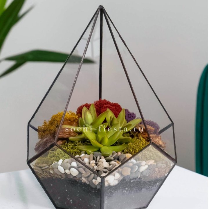 Флорариум Капля с суккулентом в Иваново