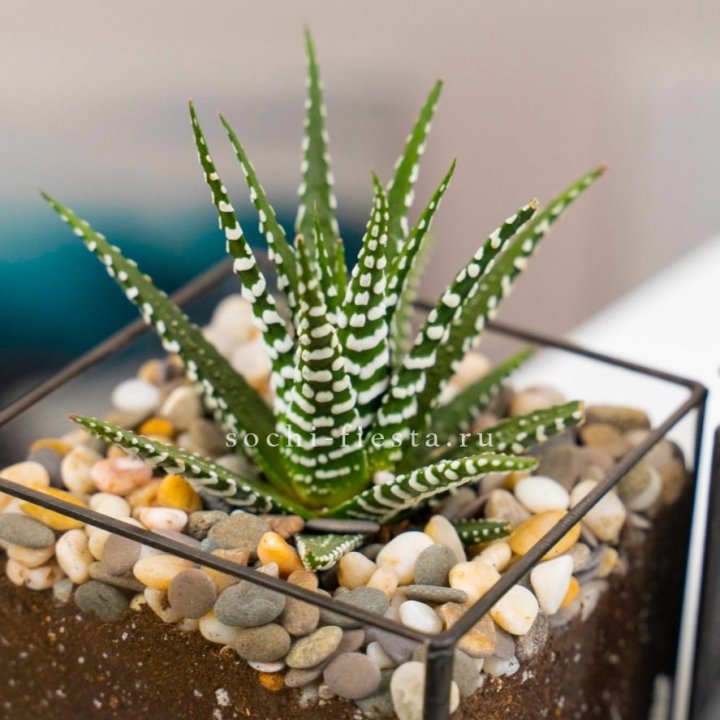 Флорариум Кубик с суккулентом Хавортия в Иваново