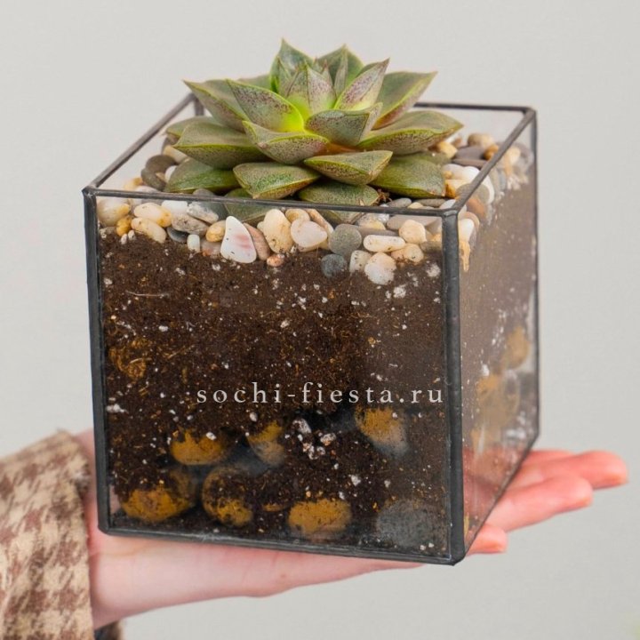 Флорариум Кубик с суккулентом Каменная роза в Иваново