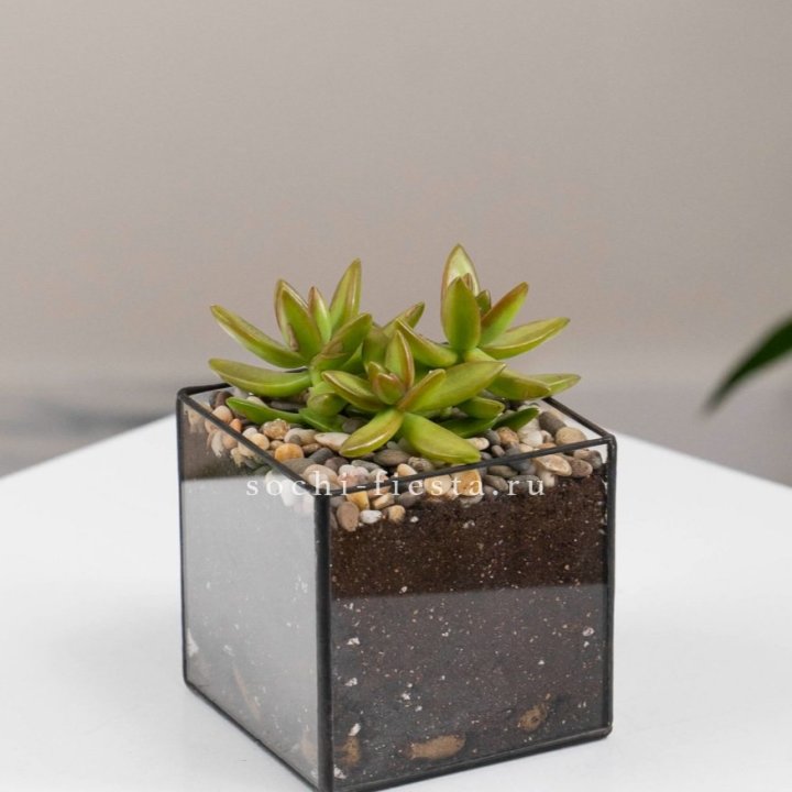 Флорариум Кубик с суккулентом Седум в Иваново