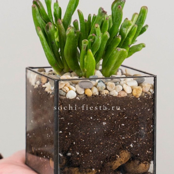 Флорариум Кубик с суккулентом Хоббит в Иваново