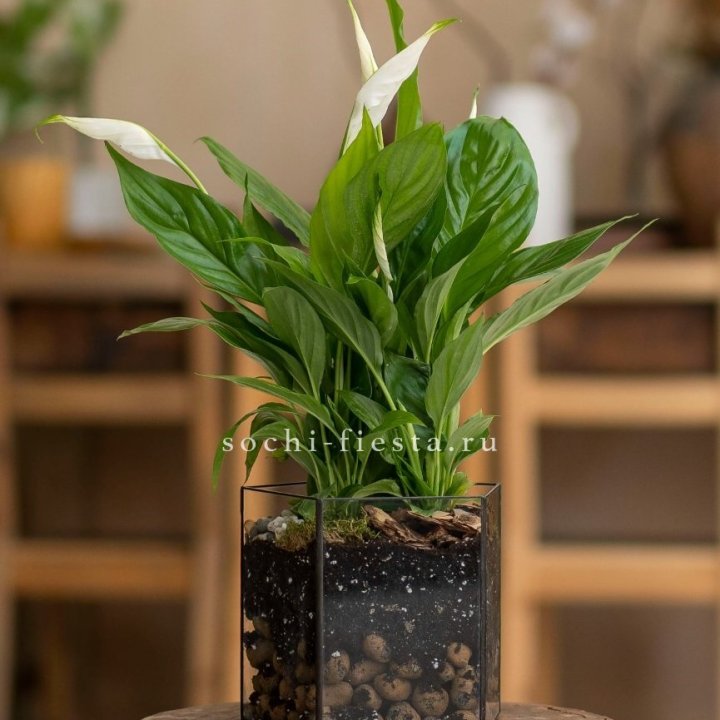 Спатифиллум в кашпо Пятиугольник в Иваново