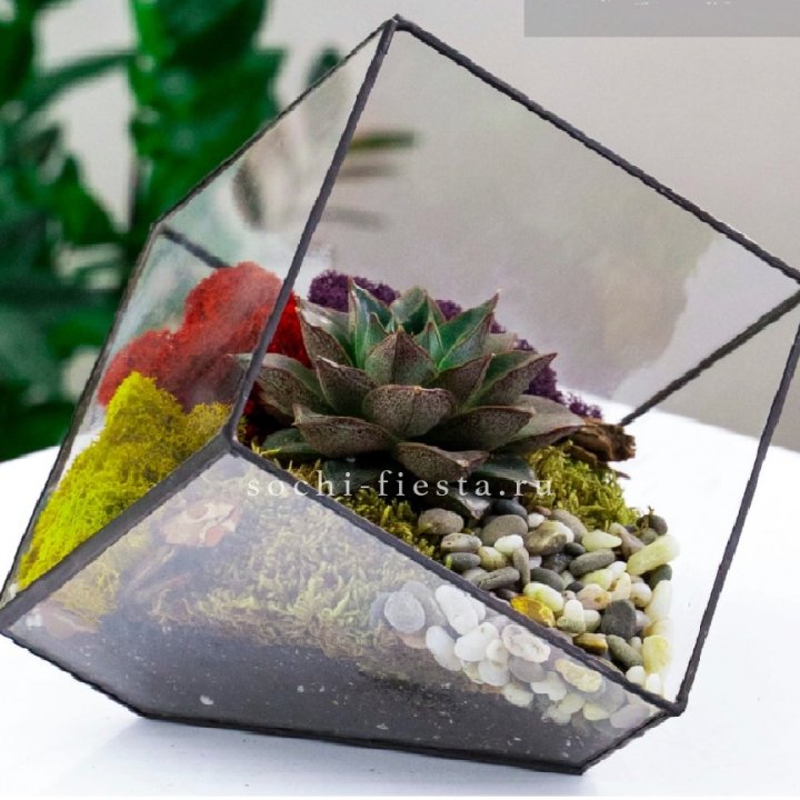Флорариум Куб усеченный с суккулентом Каменная роза в Иваново