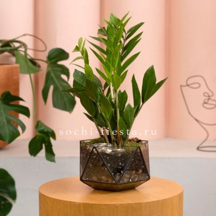 Замиокулькас в кашпо Икосаедр в Иваново