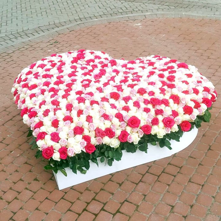 555 роза  в Иваново