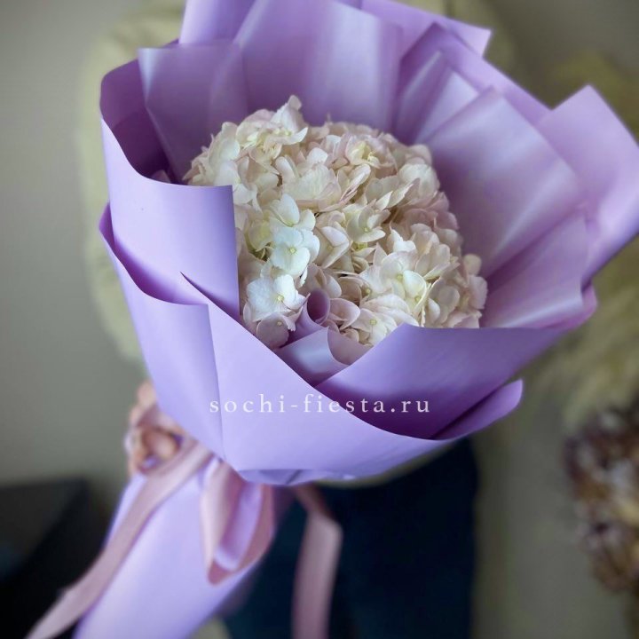 Гортензия розовая в Иваново