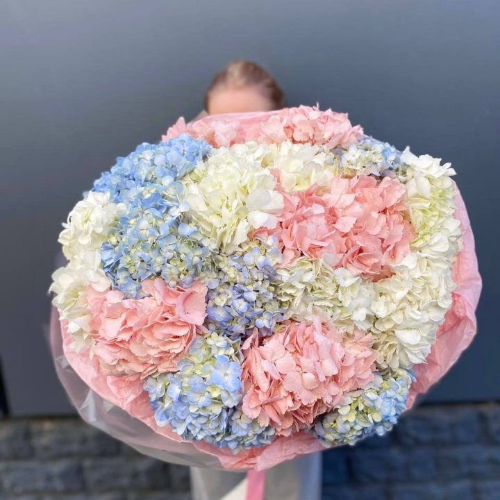 19 гортензий микс в Иваново