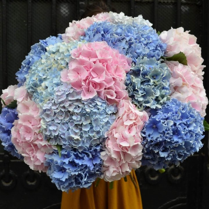 Букет гортензий "Фонтан" в Иваново