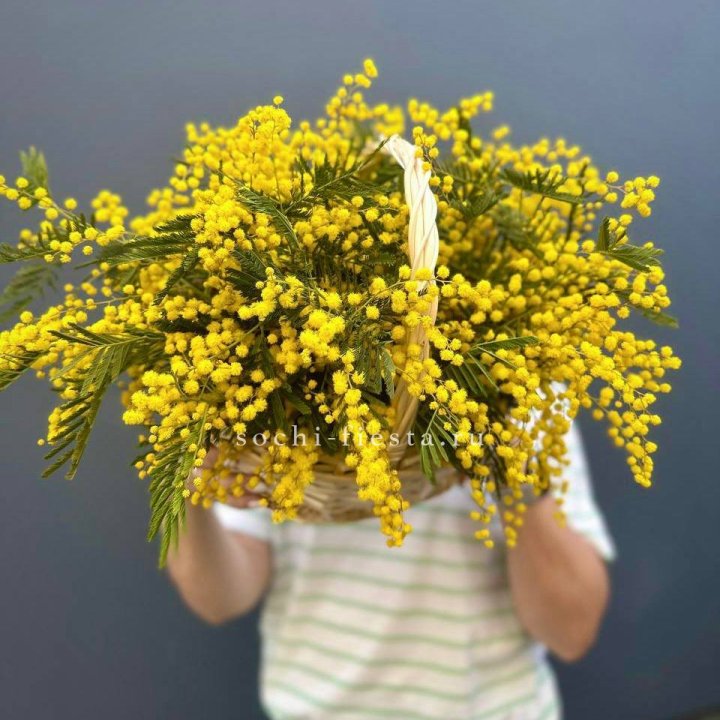Весенняя корзина мимозы в Иваново