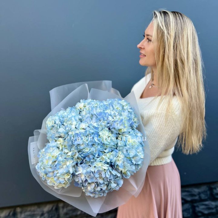 7 голубых гортензий в Иваново