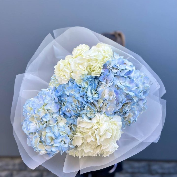 5 бело-голубых гортензий в Иваново