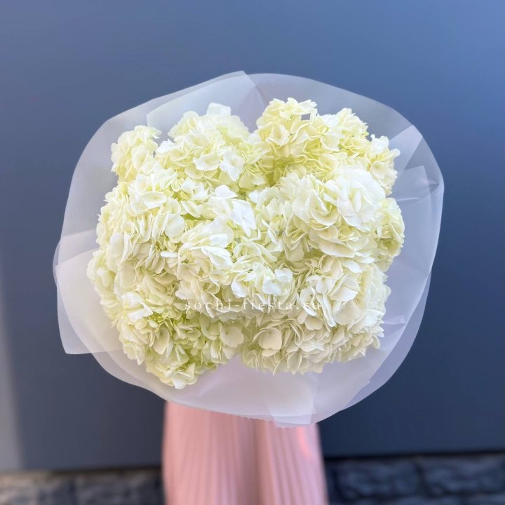 7 белых гортензий в Иваново