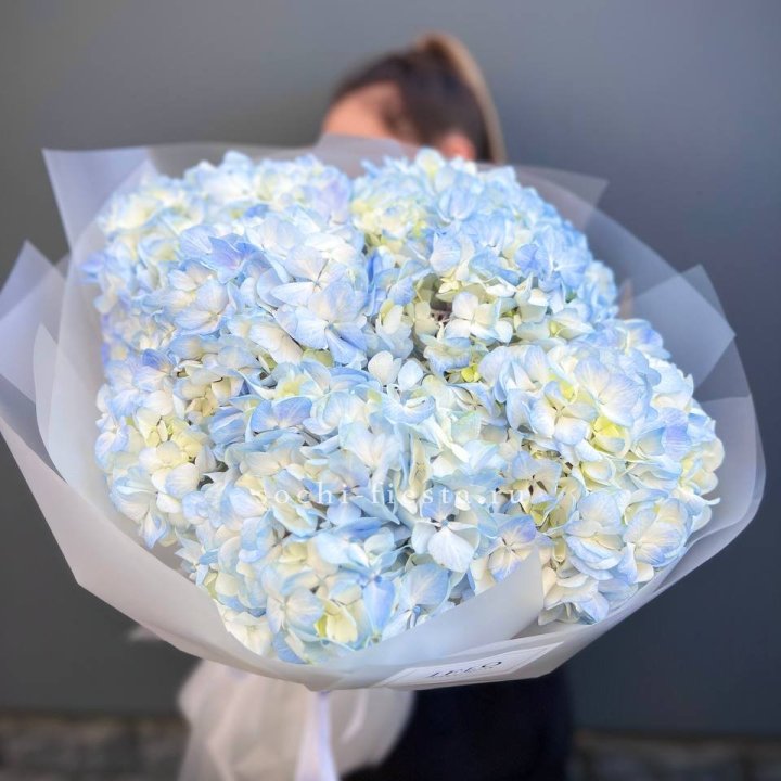 5 голубых гортензий в Иваново