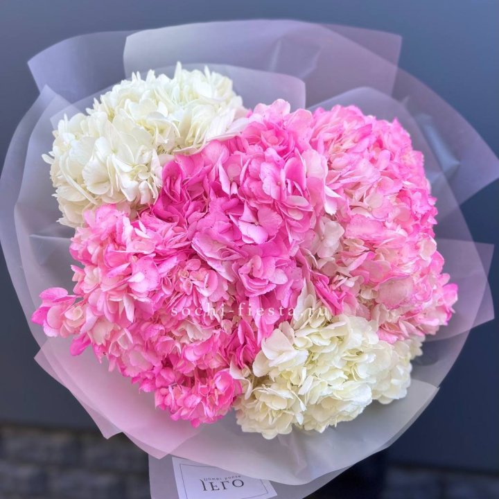 5 бело-розовых гортензий в Иваново