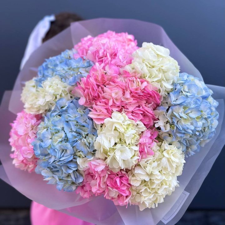 11 гортензий микс в Иваново