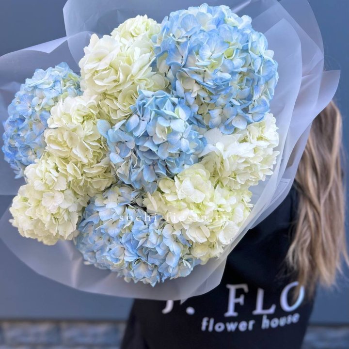 9 бело-голубых гортензий в Иваново
