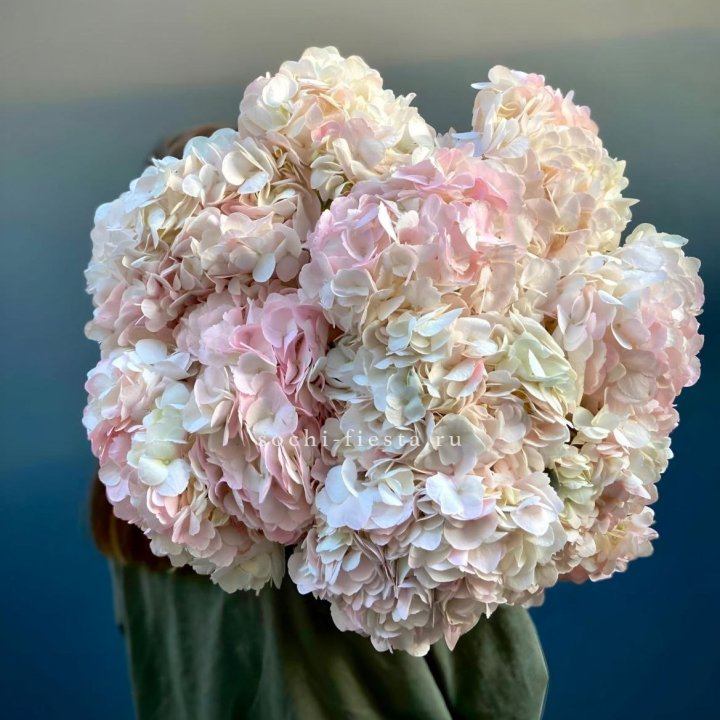 Охапка розовой гортензии в Иваново