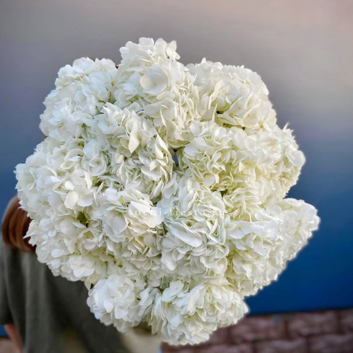 Охапка белой гортензии в Иваново