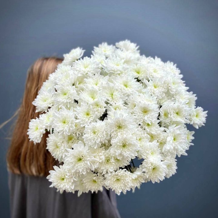 Охапка Хризантемы кустовой в Иваново