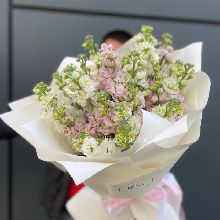 29 маттиол  в Иваново