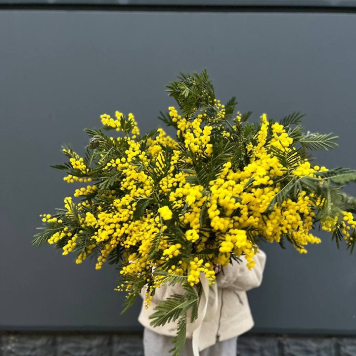 Охопка мимозы в Иваново