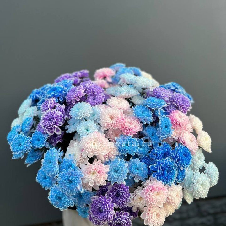 25 цветных хризантем в Иваново