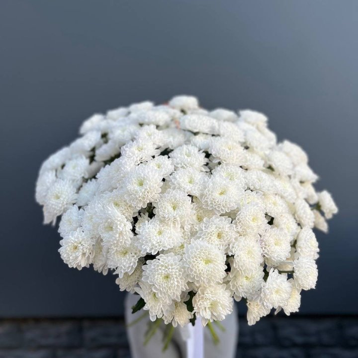  25 хризантем белых в Иваново