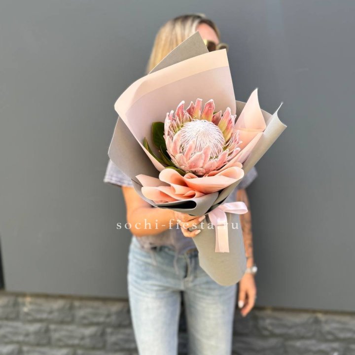 Протея мини  в Иваново