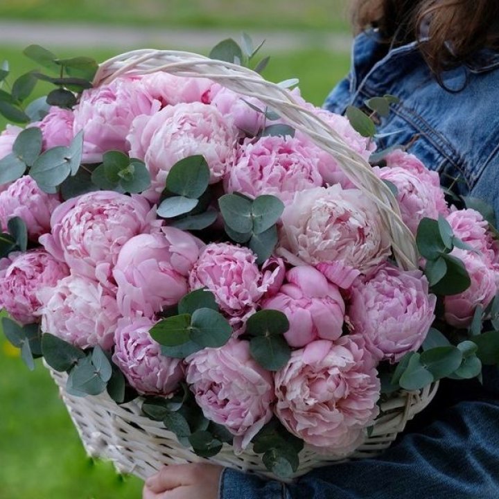 51 пион в корзине в Иваново