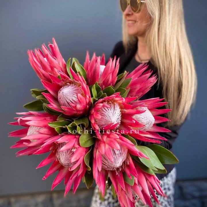 Протея штучно в Иваново