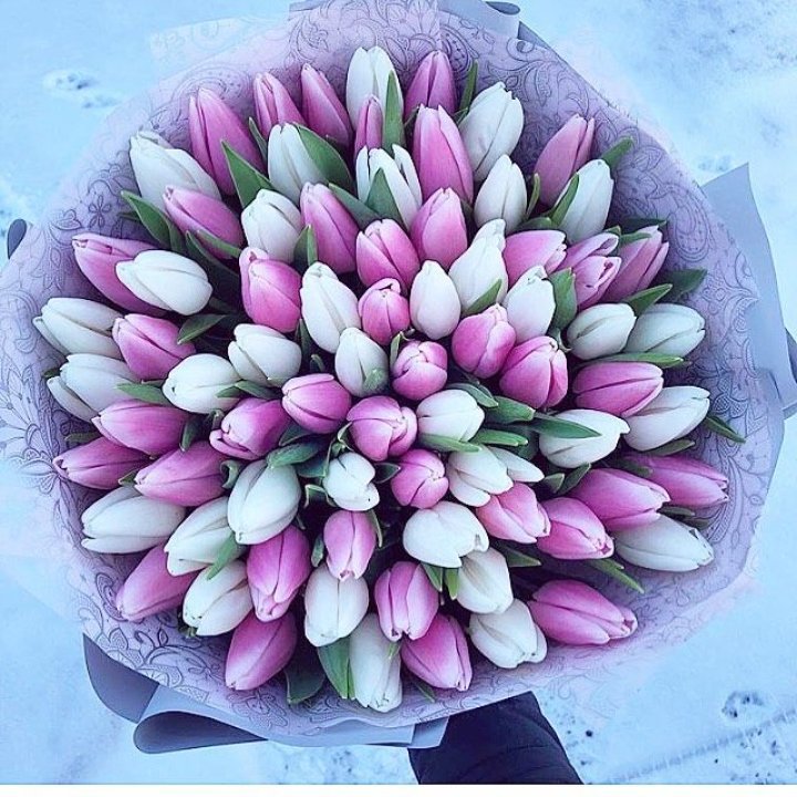 101 тюльпан "Лолипоп" в Иваново