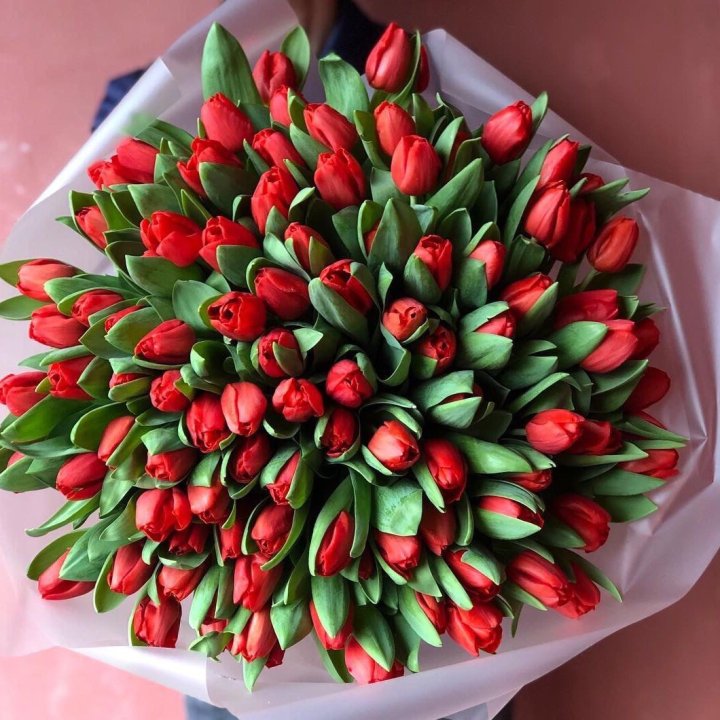 101 красный тюльпан в Иваново
